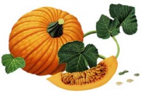 Citrouille