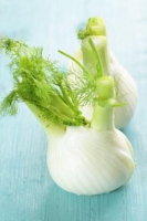 Fenouil
